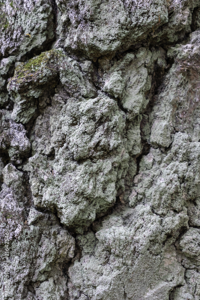 Oak tree bark. The abstract background for design Oak tree bark. The abstract background for design