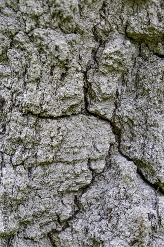 Oak tree bark. The abstract background for design