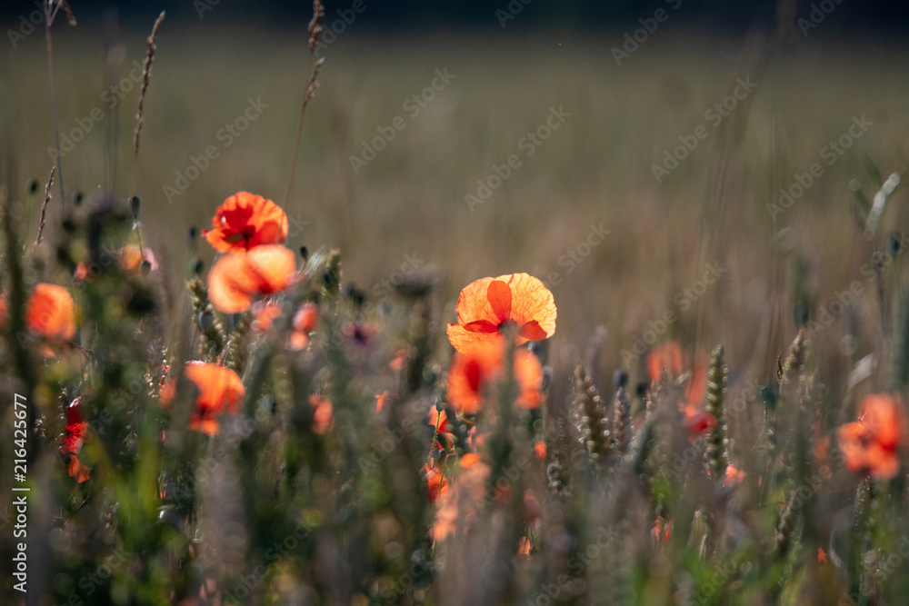 Fototapeta premium poppy in backlight in the morning