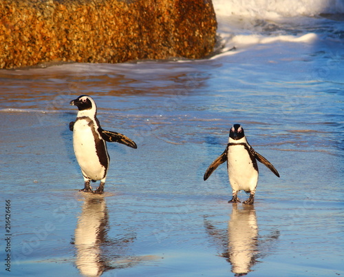 Penguins walking out of the sea