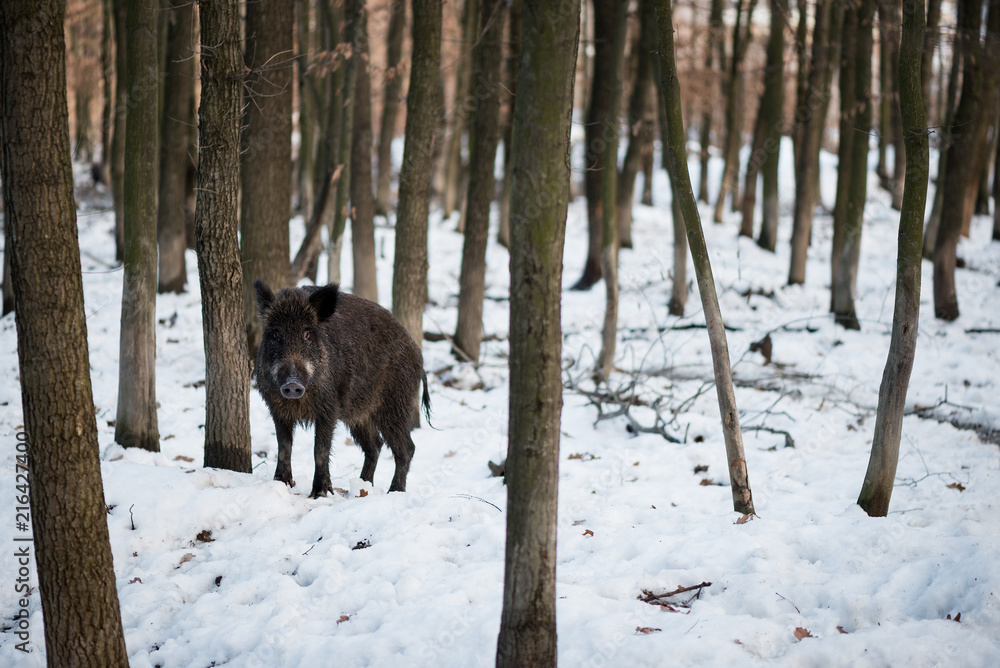 Portrait of a wild boar in the forest Portrait of a wild boar in the forest