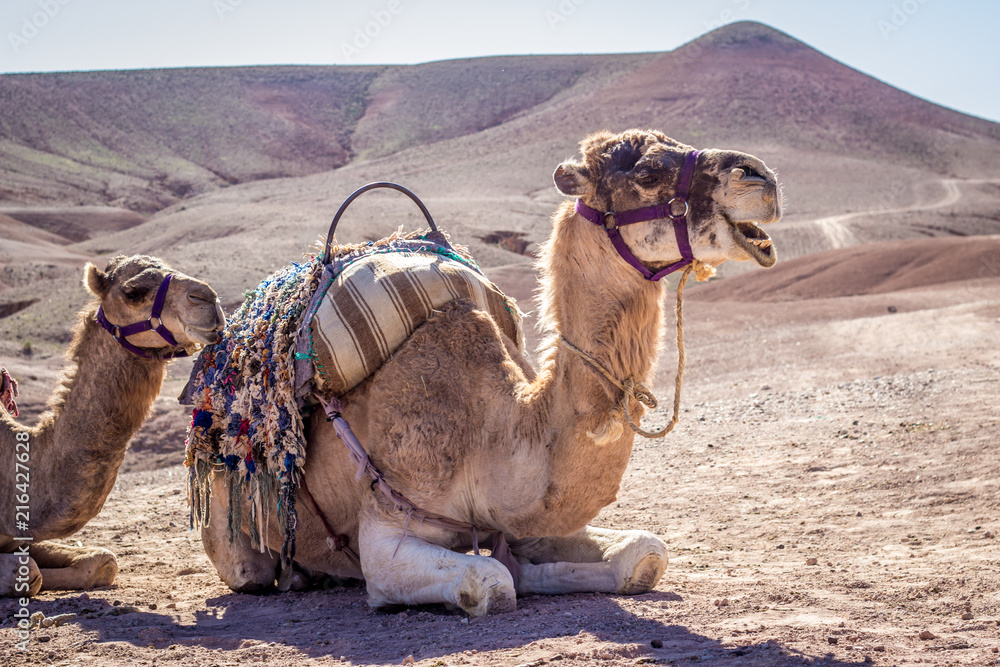 Fototapeta premium Camel