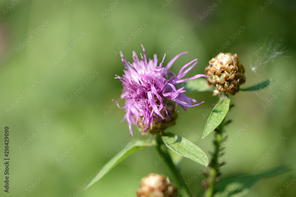Thistle flower on a summer meadow close up Thistle flower on a summer meadow close up