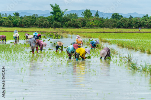 Lamphun, Thailand - June 23, 2018 : Thai farmers are planting rice in the farming season.