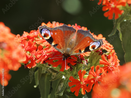 Aglais io. Papillon le Paon-du-jour photo