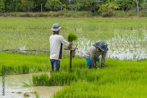 Lamphun, Thailand - June 23, 2018 : Thai farmers are planting rice in the farming season.