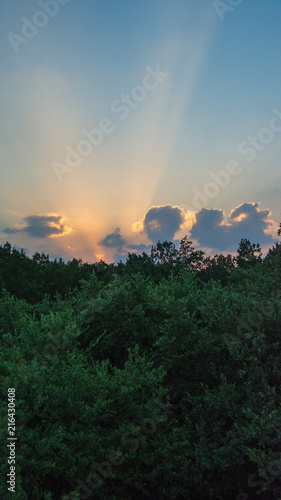 Sunset over the Treetops
