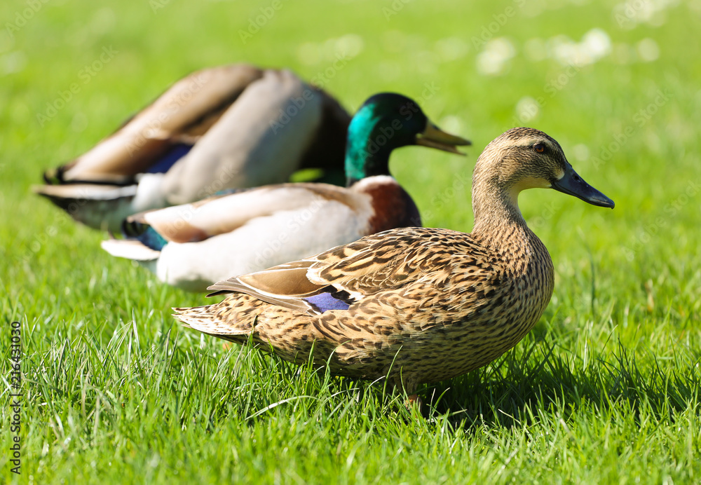 Ducks in a row Ducks in a row