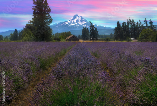 Fototapeta Naklejka Na Ścianę i Meble -  Lavender Field in Hood River Oregon After Sunset