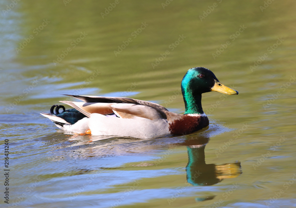 Fototapeta premium Duck swimming in a pond