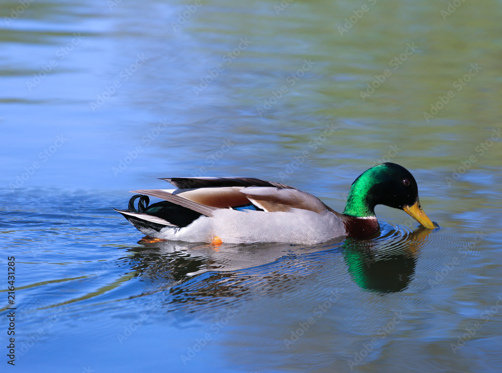 Obraz premium Duck swimming in a pond