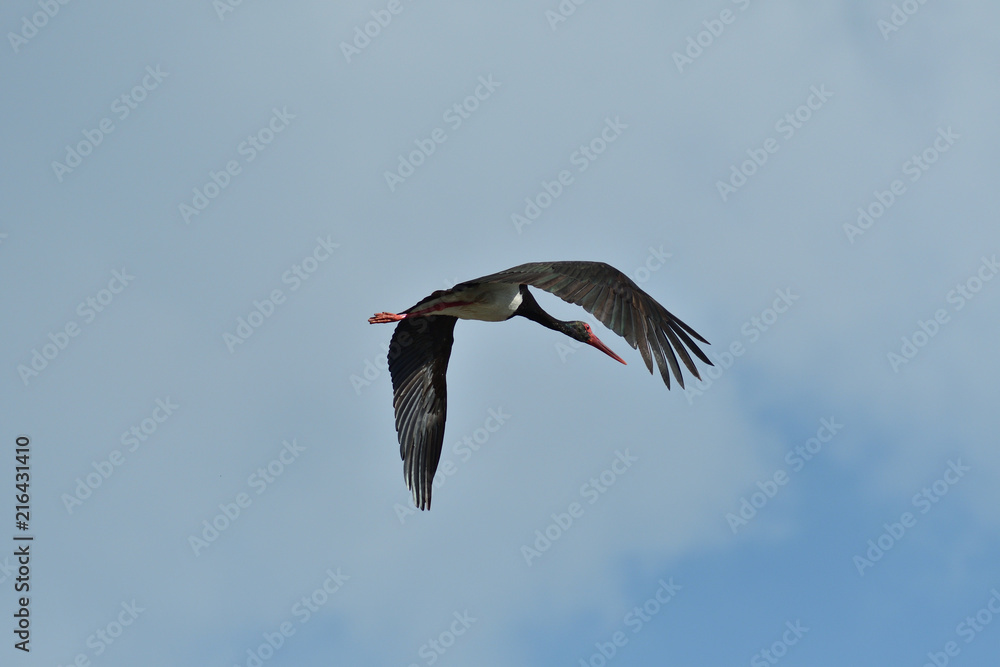 black stork flying in the sky  close up 
