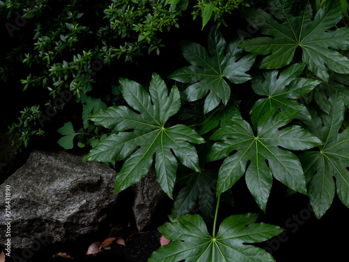 Green tropical leaves Fatsia or Japanese aralia (Aralia sieboldii o Fatsia japon Fototapet