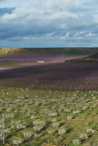 Orchard in spring blossom photo