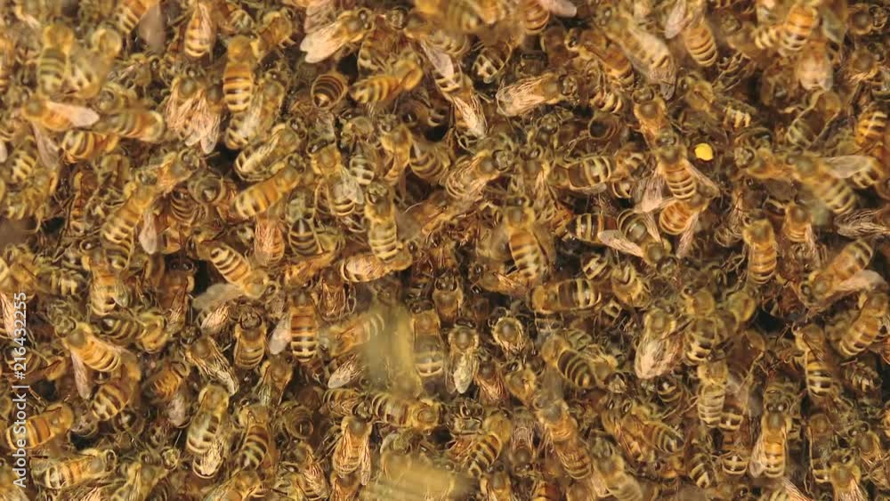 The bees fly and creep around each other. Bees protect the queen bee. The bees fly and creep around each other. Bees protect the queen bee.