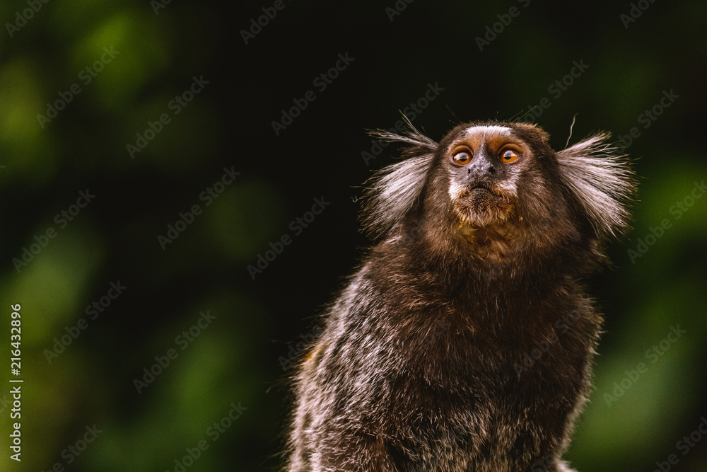 MONKEY MONKEY
