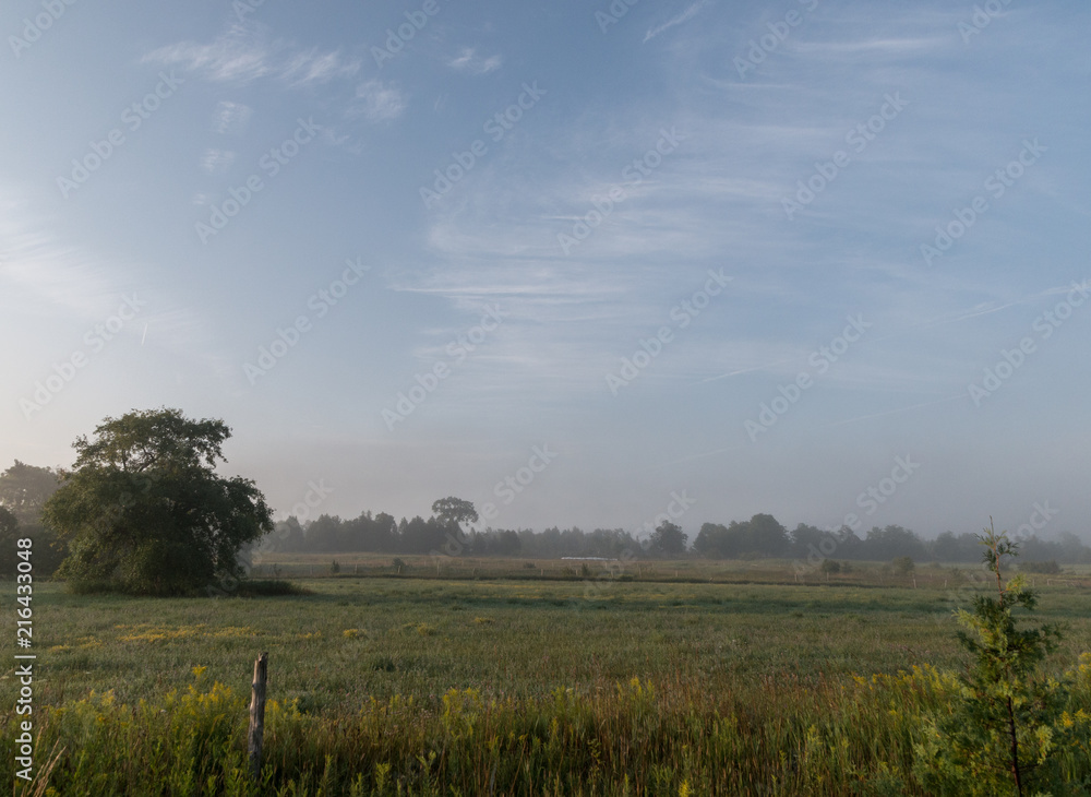 Pasture and trees in morning misty fog with blue sky and cirrus clouds above