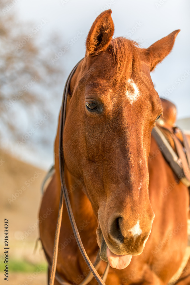 Fototapeta premium American Quarter Horse in Field