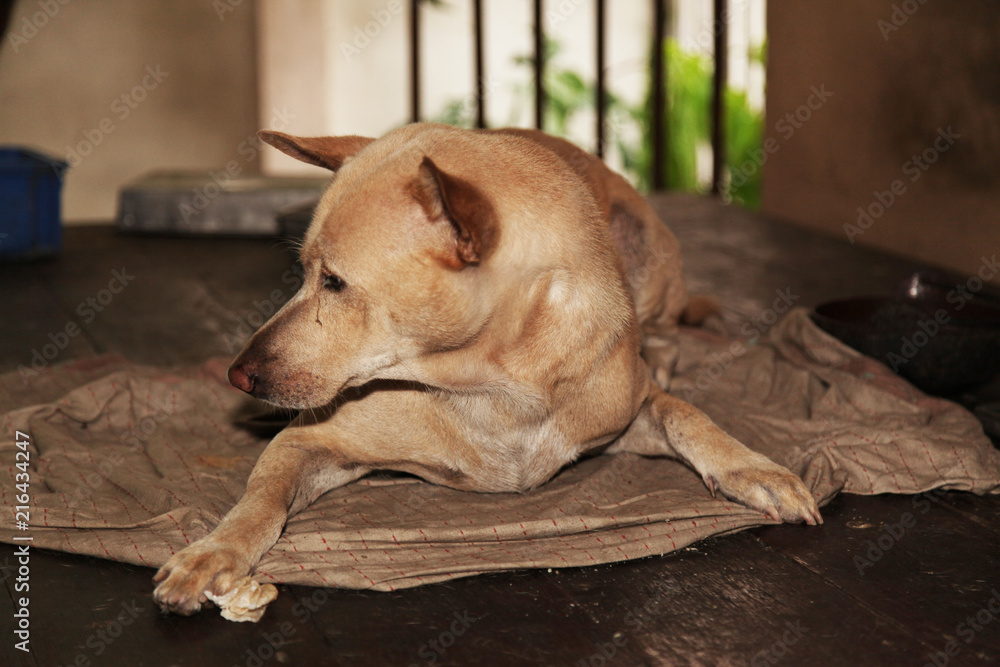 The Brown dog flop on old blanket