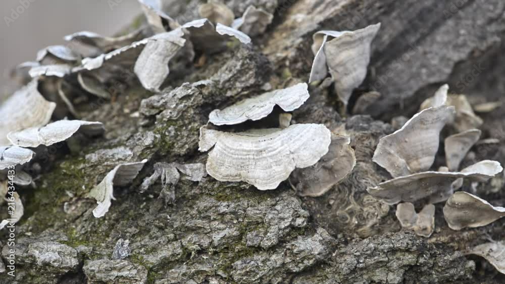 Winter forest in the midwest. Right to left panning macro shot of white shelf fungus on a downed tree. Green moss. rough bark. Grey and tan colors. Winter forest in the midwest. Right to left panning macro shot of white shelf fungus on a downed tree. Green moss. rough bark. Grey and tan colors.