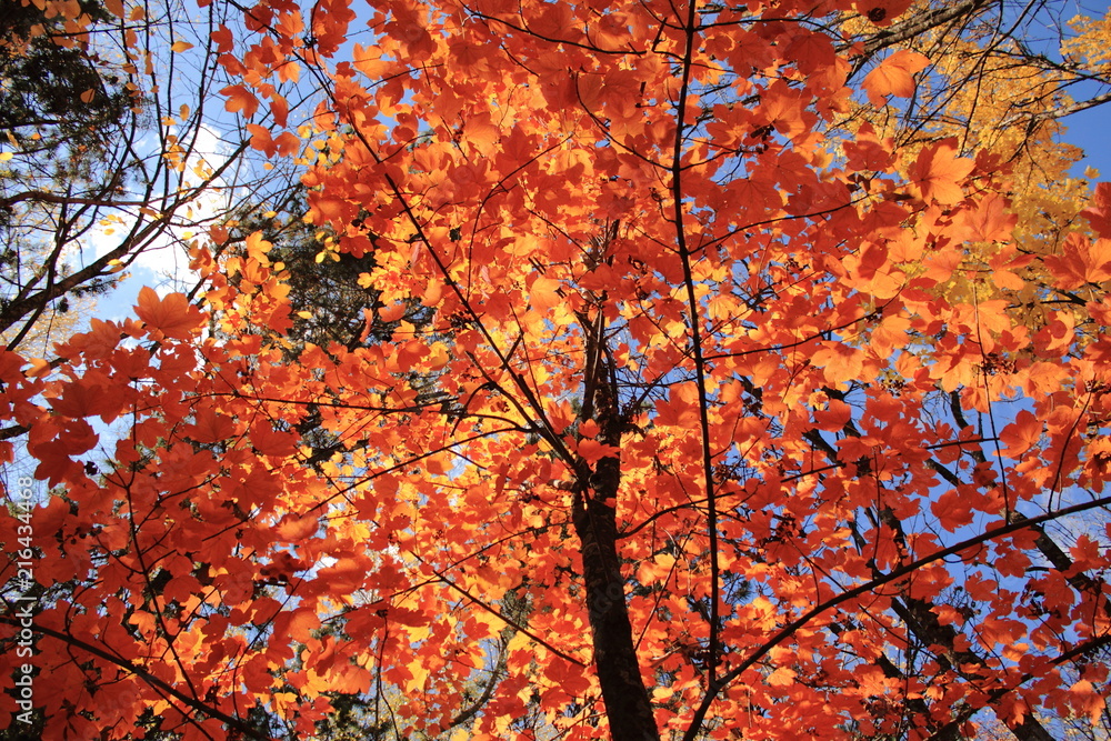 autumn forest autumn forest