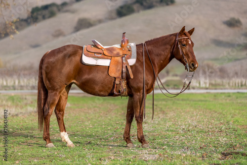 American Quarter Horse in Field photo