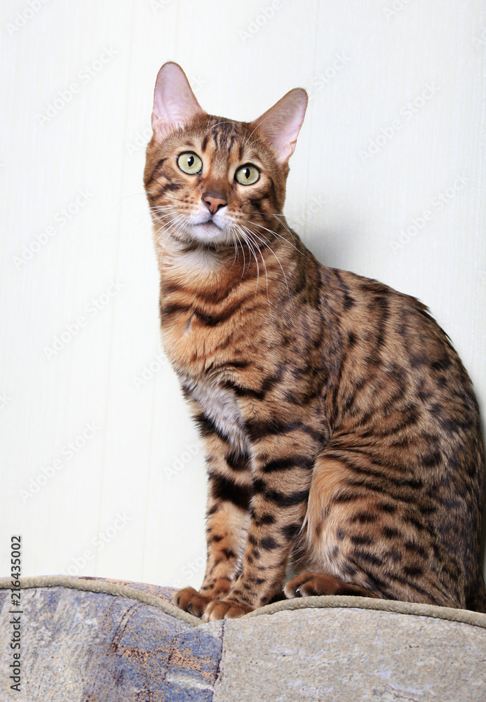 Portrait of a Bengal cat on a light background Stock Photo | Adobe Stock