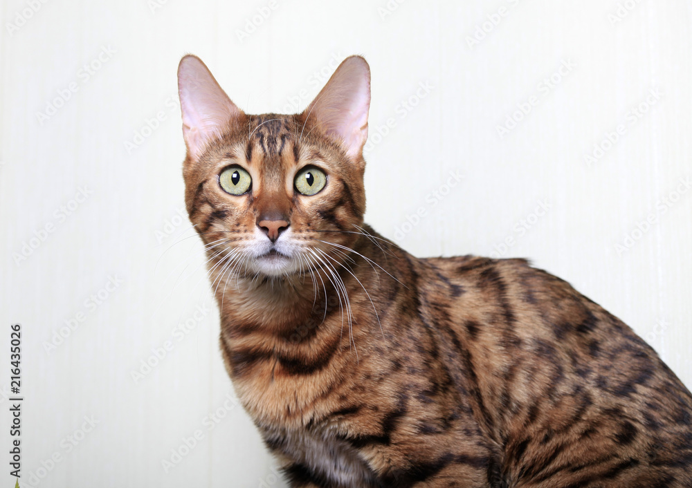 Portrait of a Bengal cat on a light background
