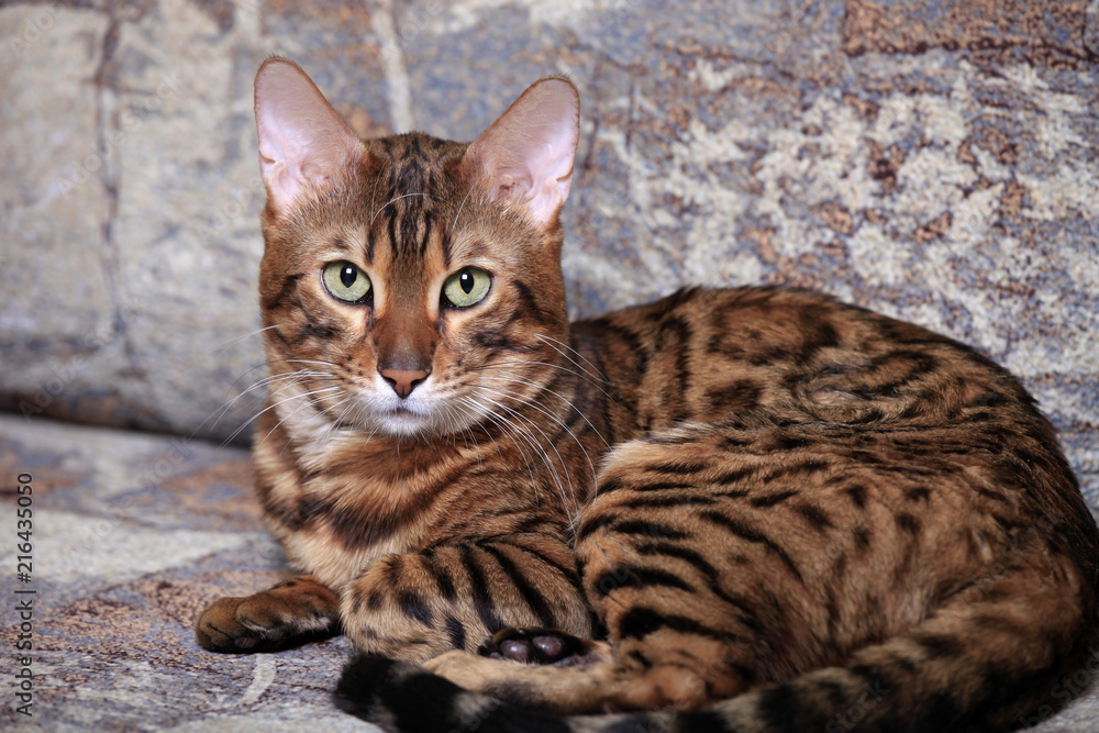 Portrait of a beautiful Bengal cat Portrait of a beautiful Bengal cat