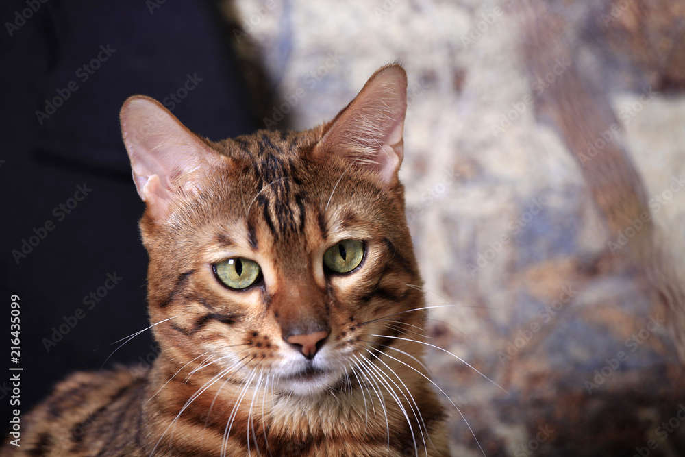 Portrait of a beautiful Bengal cat