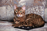 Beautiful Bengal cat