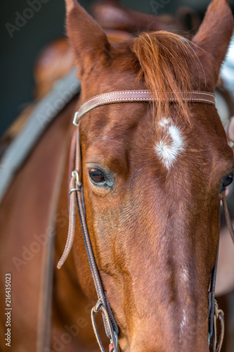 American Quarter Horse in Field