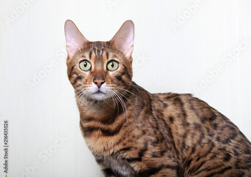 Portrait of a Bengal cat on a light background