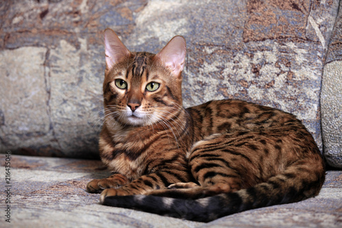 Beautiful Bengal cat © yanakoroleva27