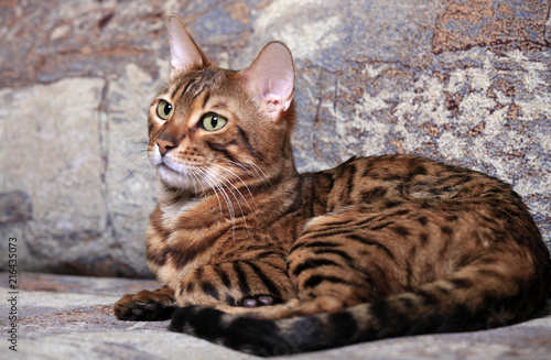 Portrait of a beautiful Bengal cat