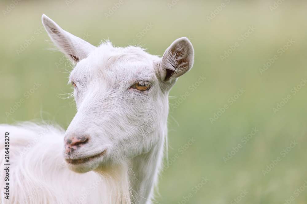 Young white goat grazing on a spring meadow. Young white goat grazing on a spring meadow.