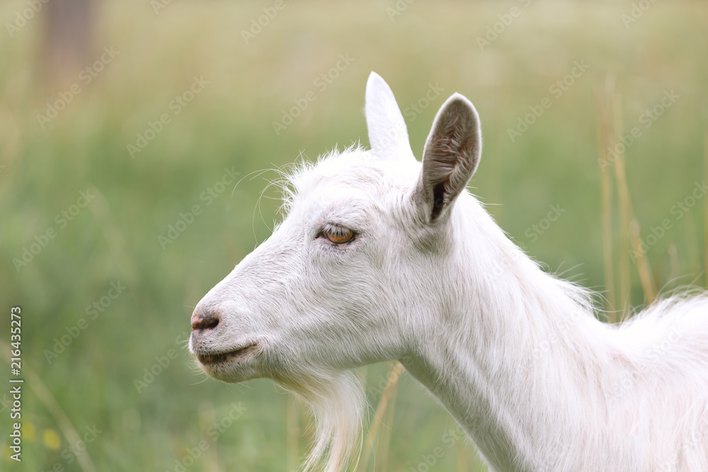 Young white goat grazing on a spring meadow. Young white goat grazing on a spring meadow.