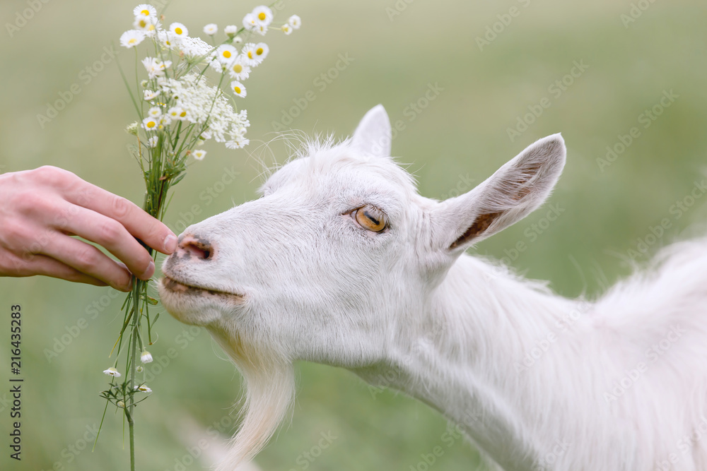 Obraz premium Young white goat grazing on a spring meadow.