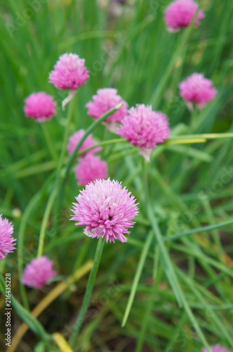 Chives or allium schoenoprasum red plant with green grass vertical