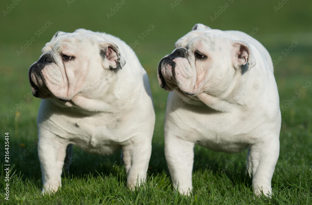 two identical looking male bulldogs