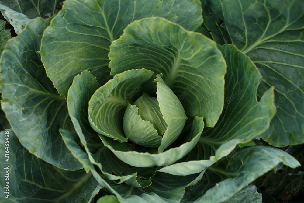 Fototapeta premium Cabbage leaf on the plantation. Close-up. View top