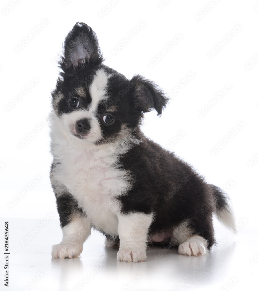 Fototapeta premium female chihuahua puppy