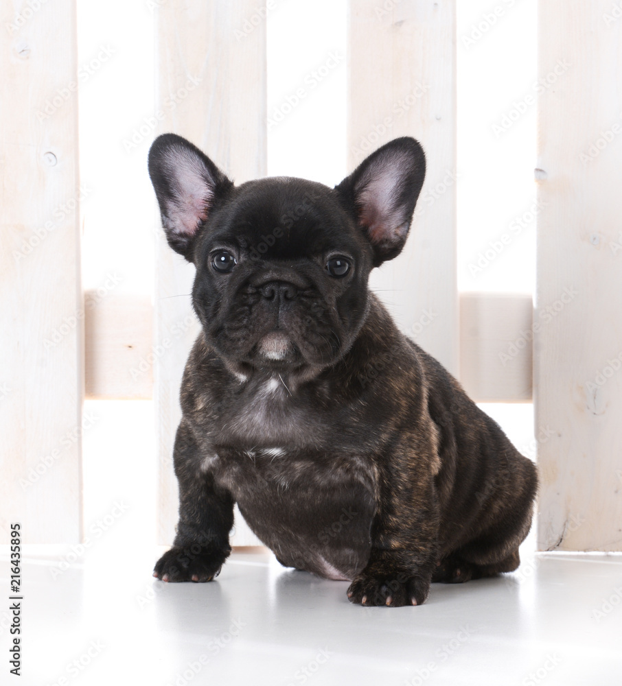 seven week old french bulldog puppy
