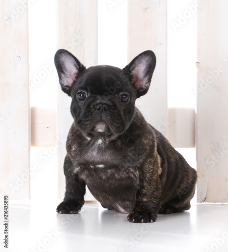 seven week old french bulldog puppy © Willee Cole