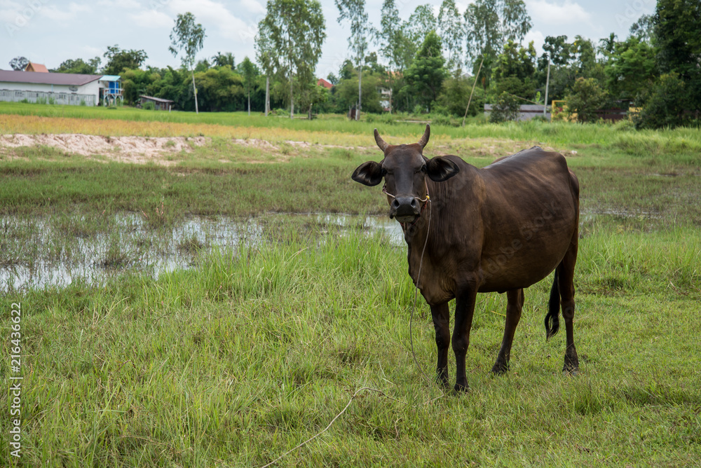 Cow eating grass Cow eating grass