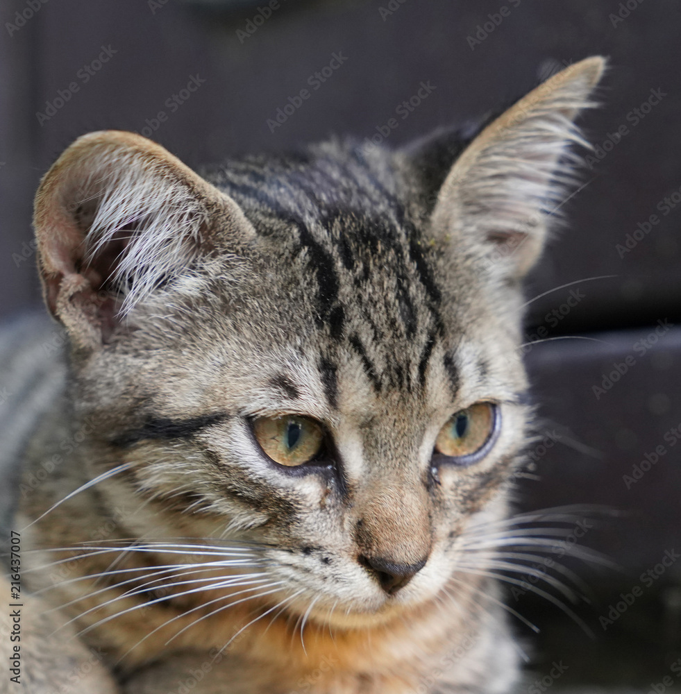 Curious cute little tabby kitten Curious cute little tabby kitten