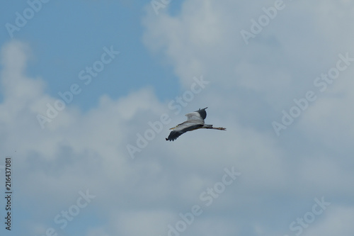 Heron isolated flying on the blue heaven 