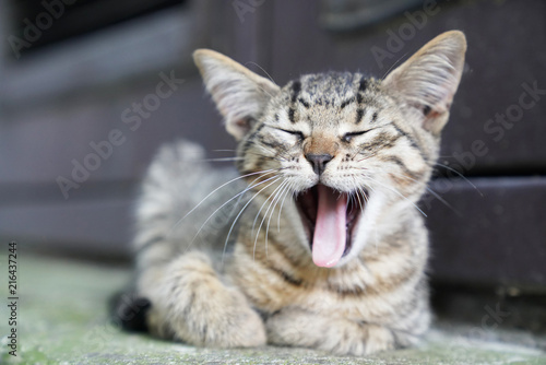 Curious cute little tabby kitten smiling  yawning