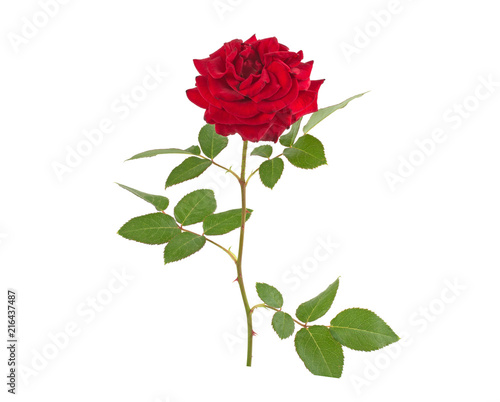 flower red rose with green leaves and thorns isolated on white background