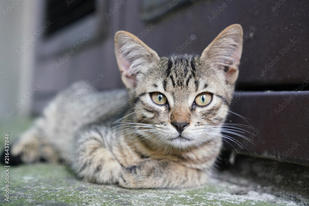 Curious cute little tabby kitten Curious cute little tabby kitten